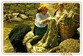 375-Lavagem de Lã de Ovelha